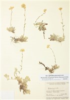 藏品(蝶須屬)的圖片